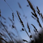 IMG_1838 (Medium)