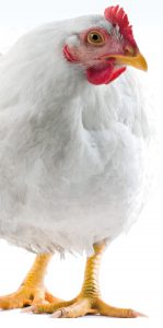 Huhn