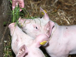 Ferkel bei der Fütterung